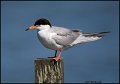 _1SB5900 forsters tern